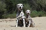 DALMATIEN 270